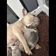 French Bulldog - Both
