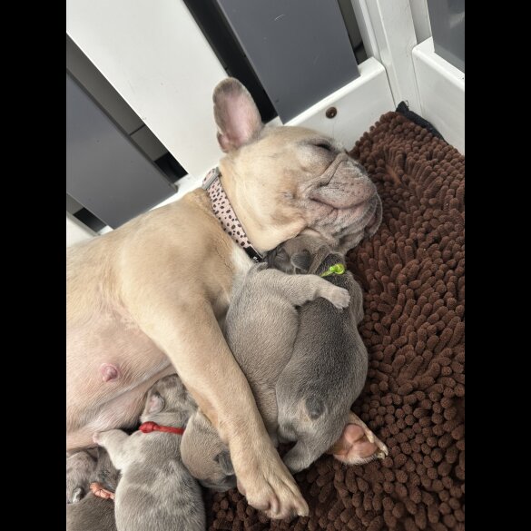 French Bulldog - Both