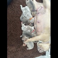 French Bulldog - Both