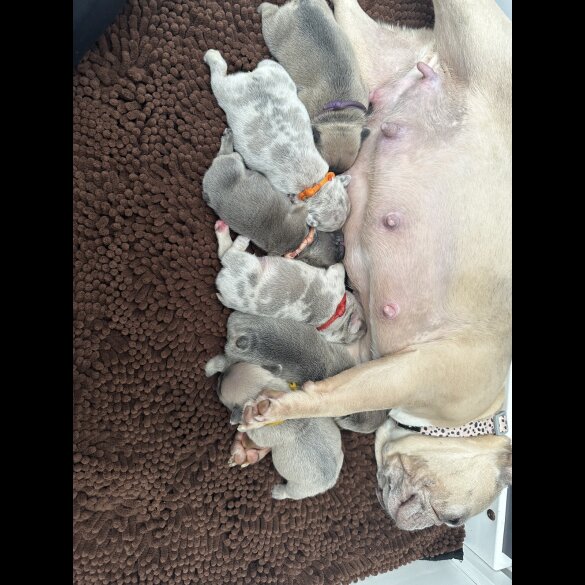 French Bulldog - Both