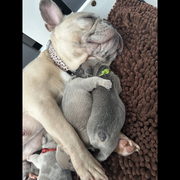 French Bulldog - Both