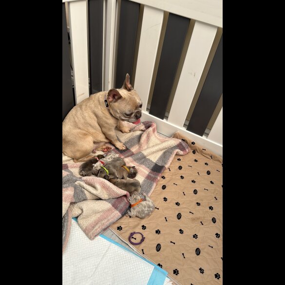 French Bulldog - Both