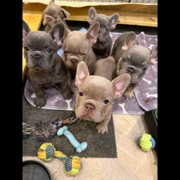 French Bulldog - Both