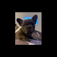 French Bulldog - Both