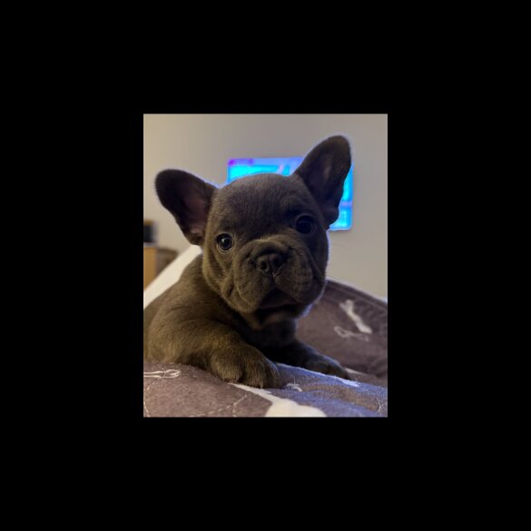 French Bulldog - Both