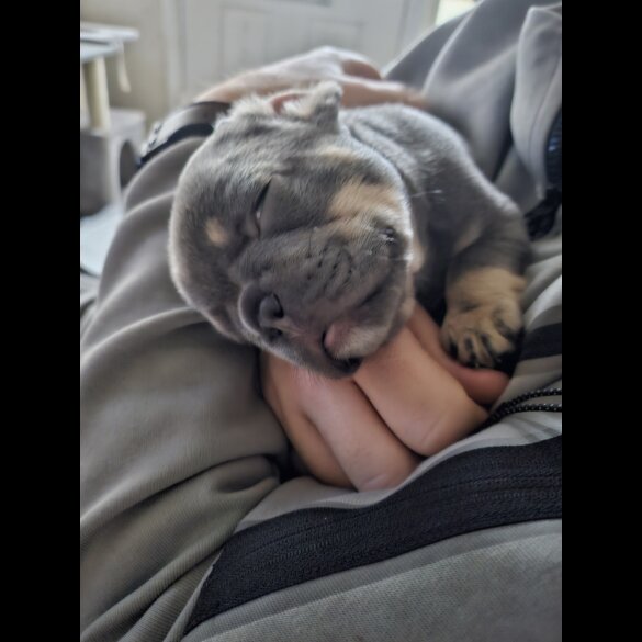 French Bulldog - Both