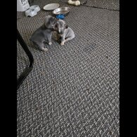 French Bulldog - Both