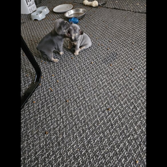 French Bulldog - Both