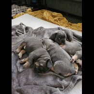 French Bulldog - Both