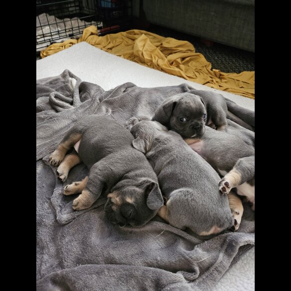 French Bulldog - Both