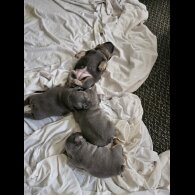 French Bulldog - Both