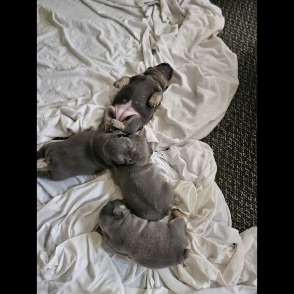French Bulldog - Both