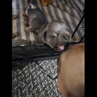 French Bulldog - Both
