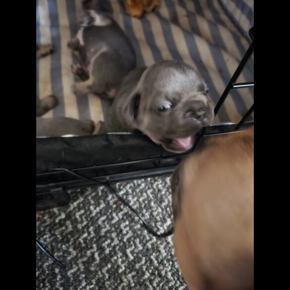 French Bulldog - Both