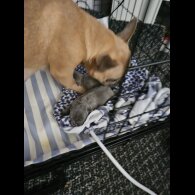 French Bulldog - Both