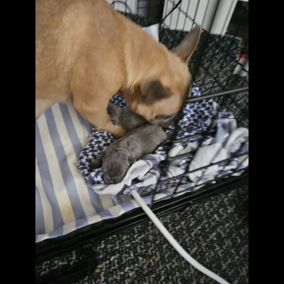 French Bulldog - Both