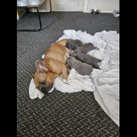 French Bulldog - Both