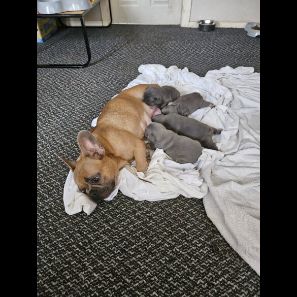 French Bulldog - Both