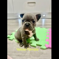 French Bulldog - Both
