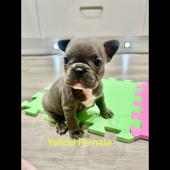French Bulldog - Both