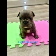 French Bulldog - Both