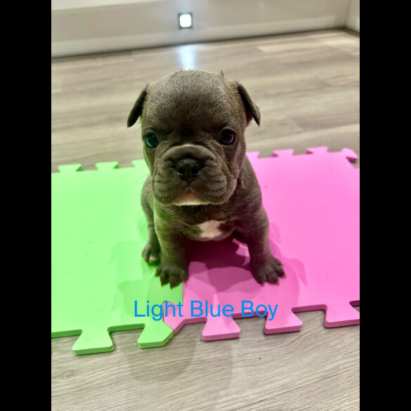 French Bulldog - Both