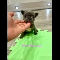 French Bulldog - Both