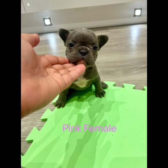 French Bulldog - Both