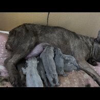 French Bulldog - Both