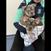 French Bulldog - Dogs