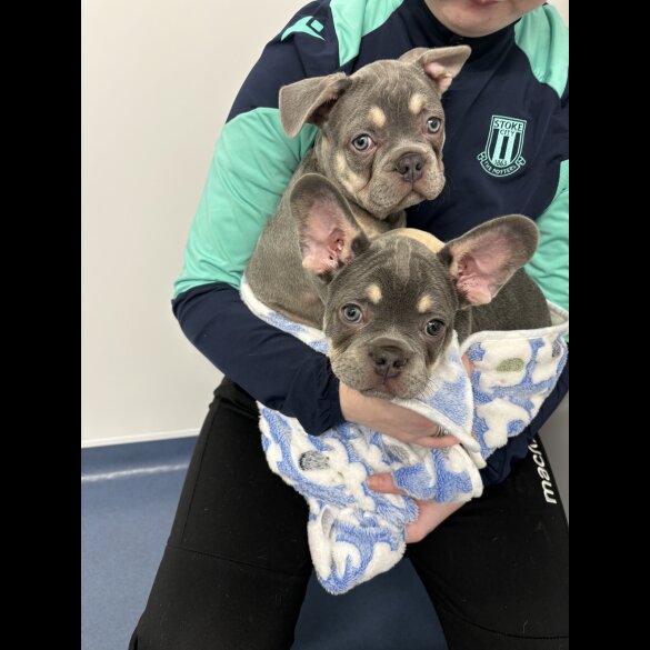 French Bulldog - Dogs