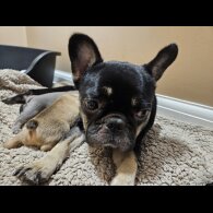 French Bulldog - Both