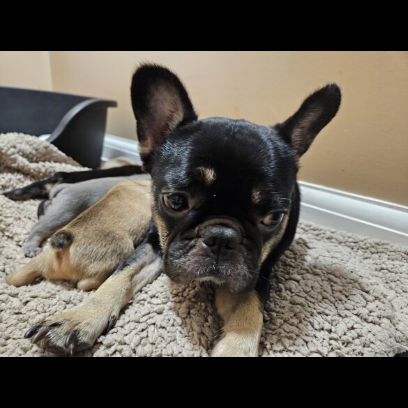 French Bulldog - Both