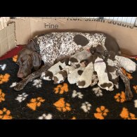 German Pointer - Both