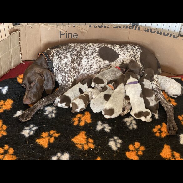 German Pointer - Both