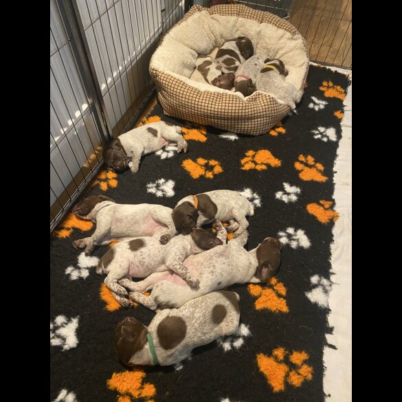 German Pointer - Both