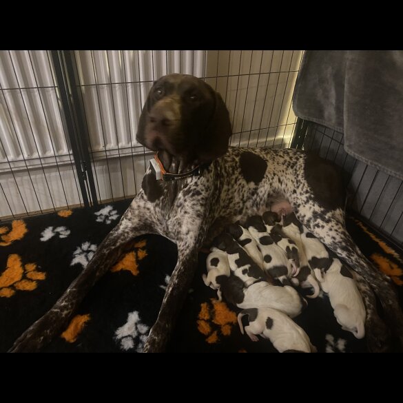 German Pointer - Both