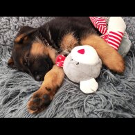 German Shepherd (Alsatian) - Both