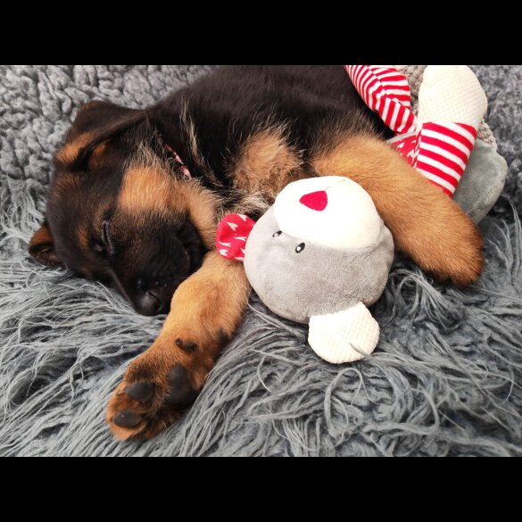 German Shepherd (Alsatian) - Both