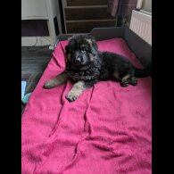 German Shepherd (Alsatian) - Dogs