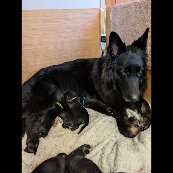 German Shepherd (Alsatian) - Dogs