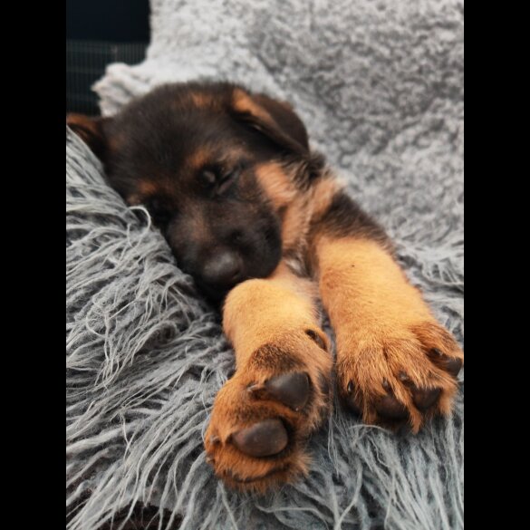 German Shepherd (Alsatian) - Both