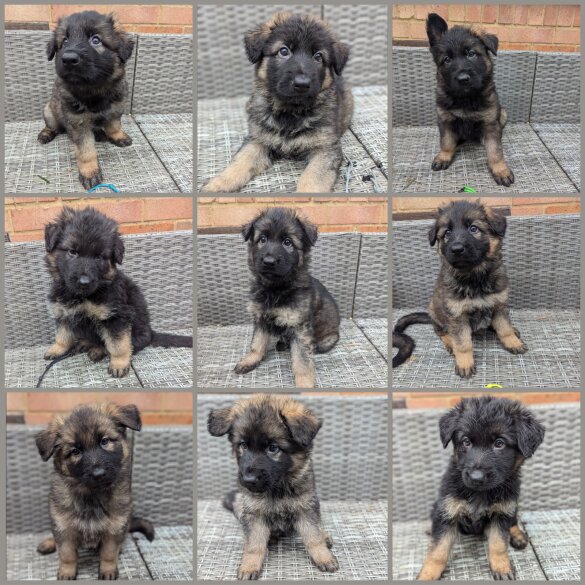 German Shepherd (Alsatian) - Both
