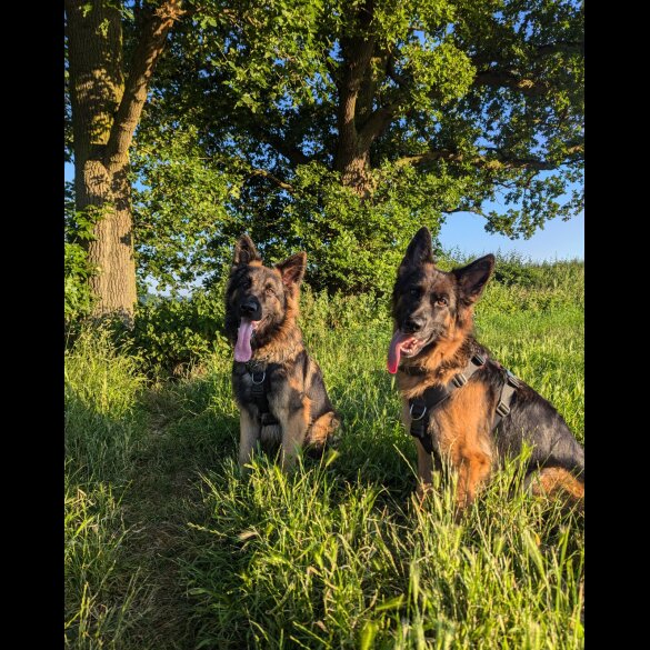 German Shepherd (Alsatian) - Both