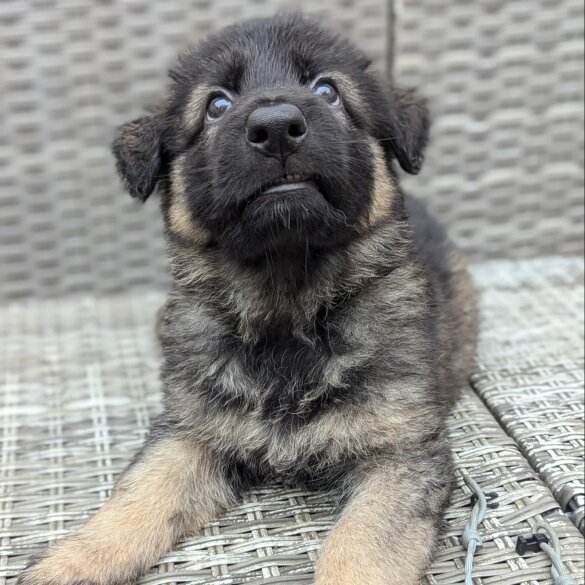 German Shepherd (Alsatian) - Both