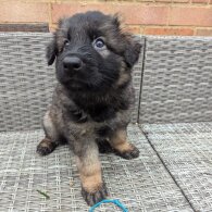 German Shepherd (Alsatian) - Both