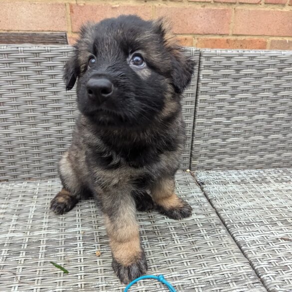 German Shepherd (Alsatian) - Both
