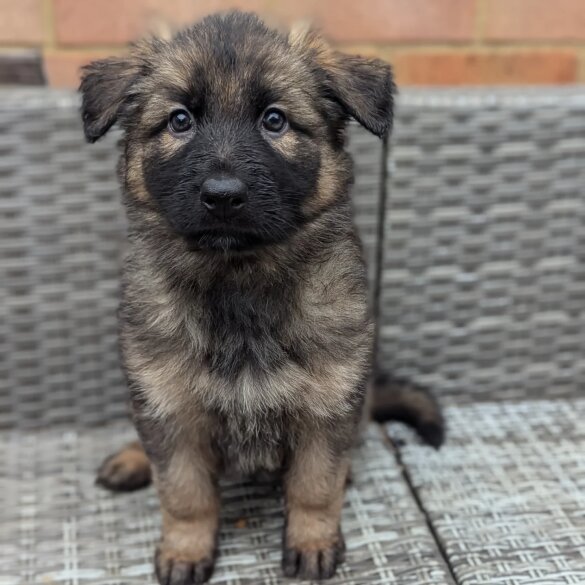 German Shepherd (Alsatian) - Both