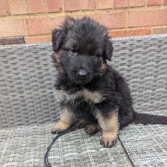 German Shepherd (Alsatian) - Both