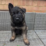 German Shepherd (Alsatian) - Both